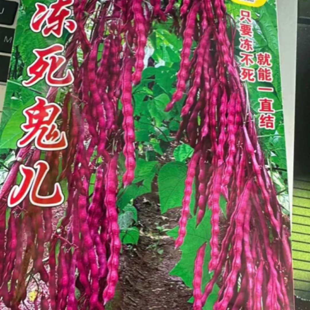 冻死鬼晚豆角蔬菜芝麻种子（约抖音80粒）