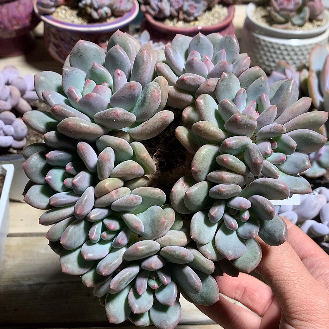 0095塞尔达朵朵缀一颗16.5厘米