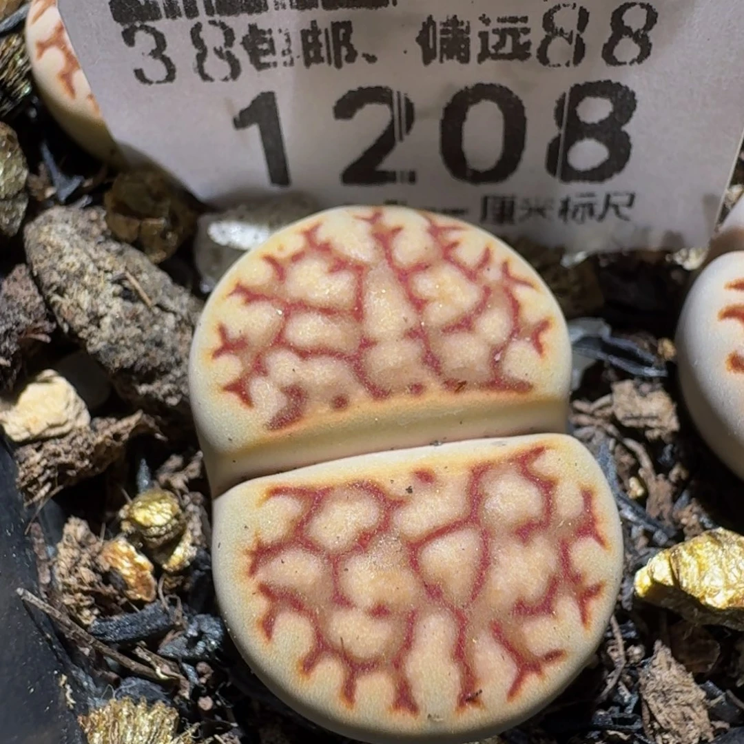 zzzz生石花钱肉锥1208