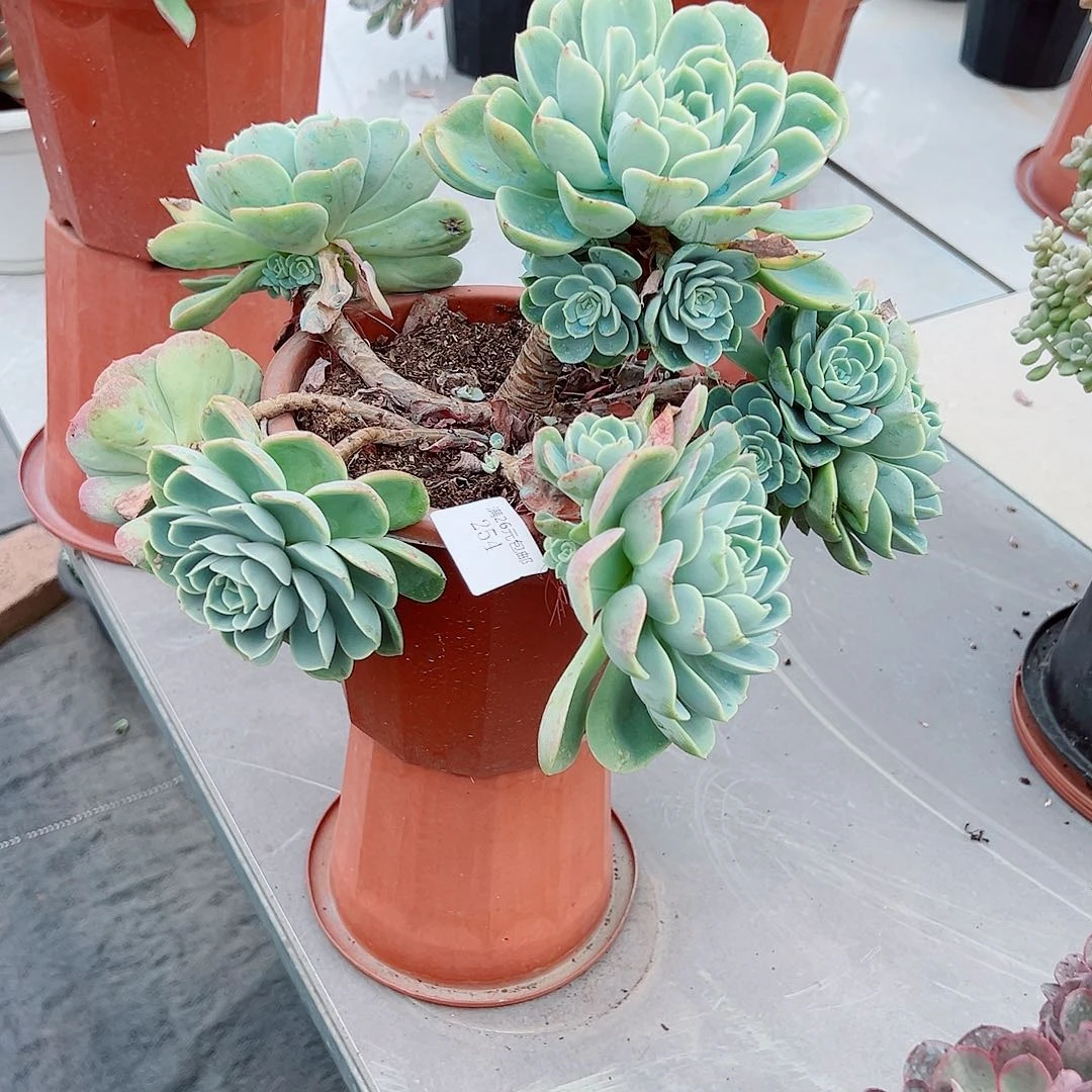 满***爱254哈密瓜多肉植物多肉