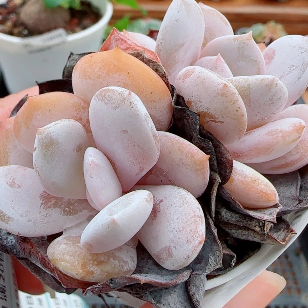 花语逸镜1009-28奶茶