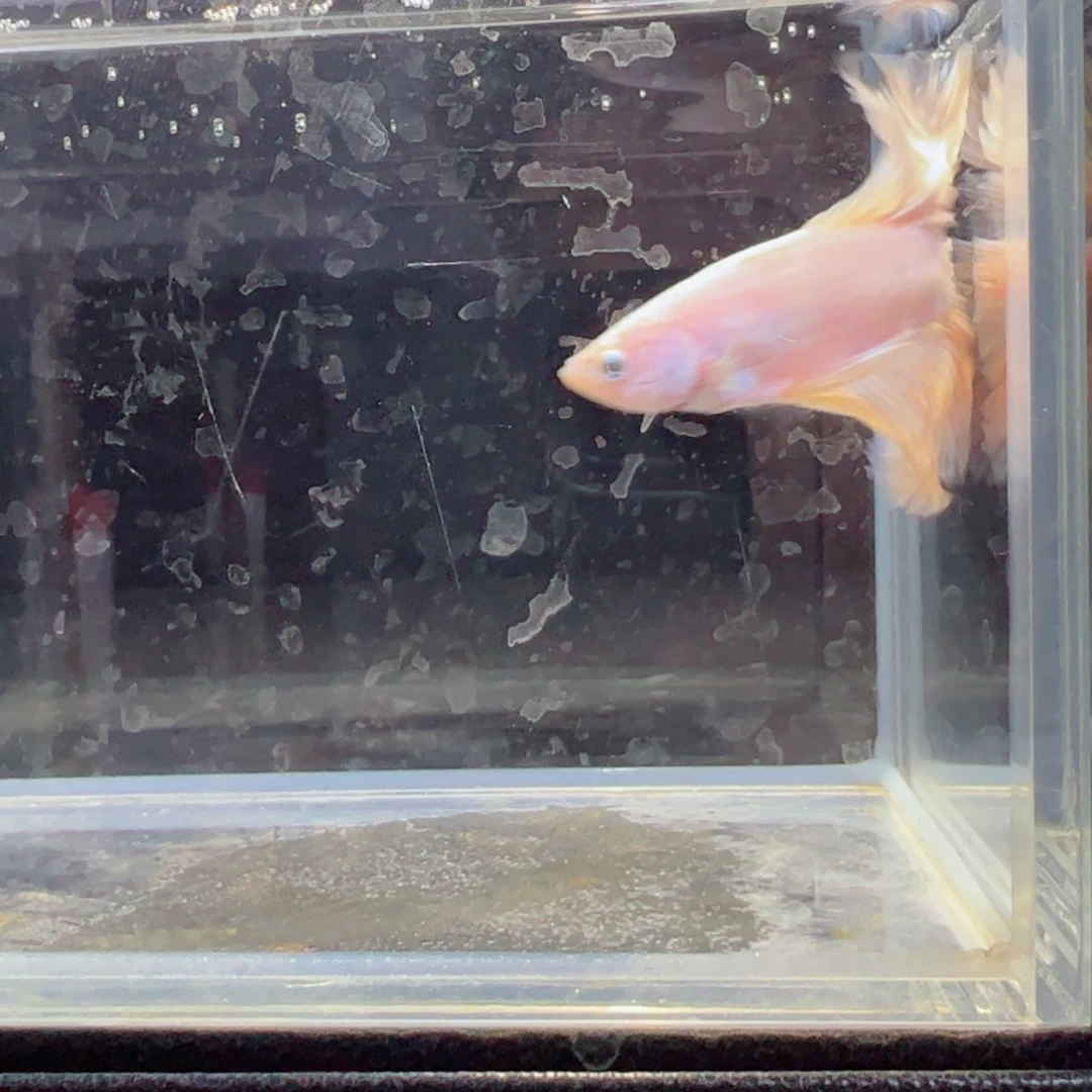 斗鱼浅色仙仙裙特殊尾