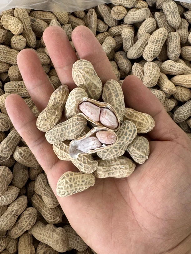 惠安本地水煮日晒中小琉球本地花生