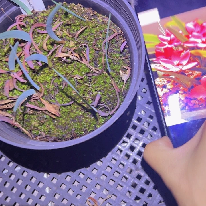 瑾***矮花夜鸢尾一盆带盆2.2