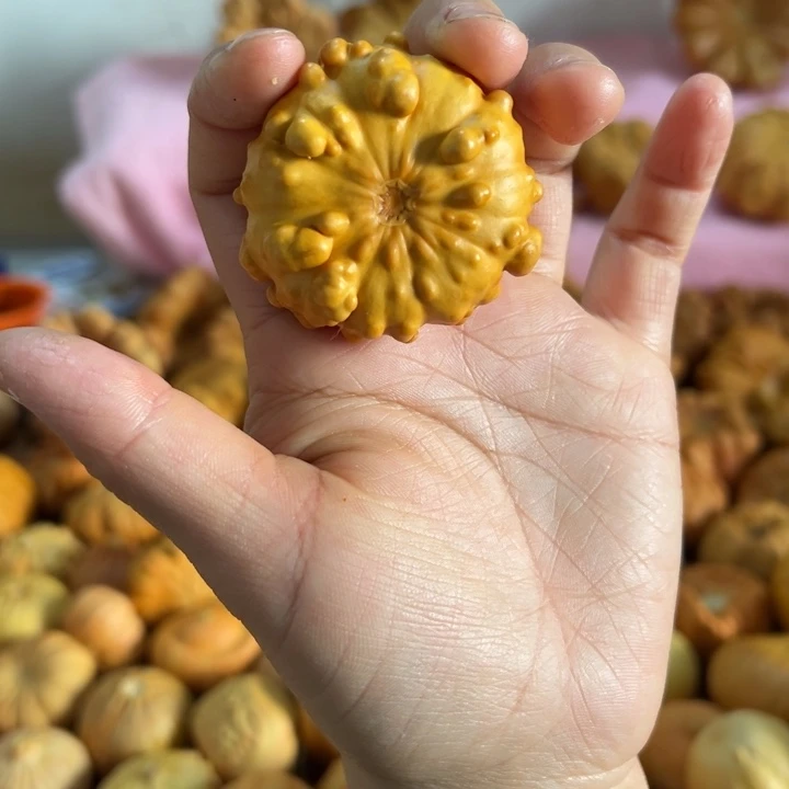 欣***」墨西哥葫芦干皮葫芦