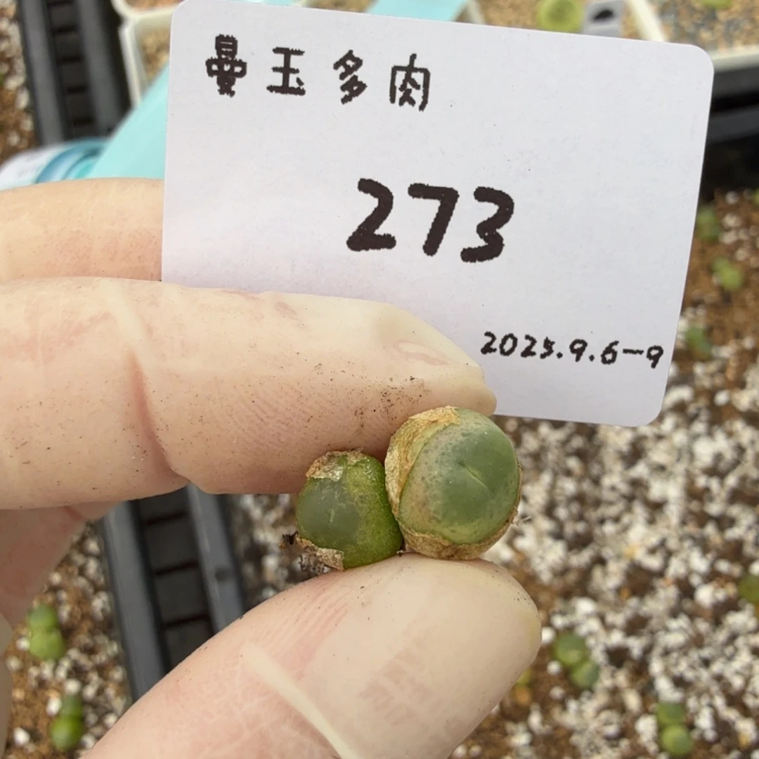檬***檬多肉多肉多肉9-273