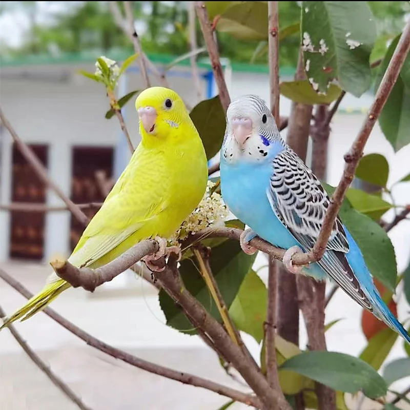 【鹦鹉+鸟笼】2只一对鹦鹉活鸟宠物小鸟手养鹦鹉虎皮鹦鹉