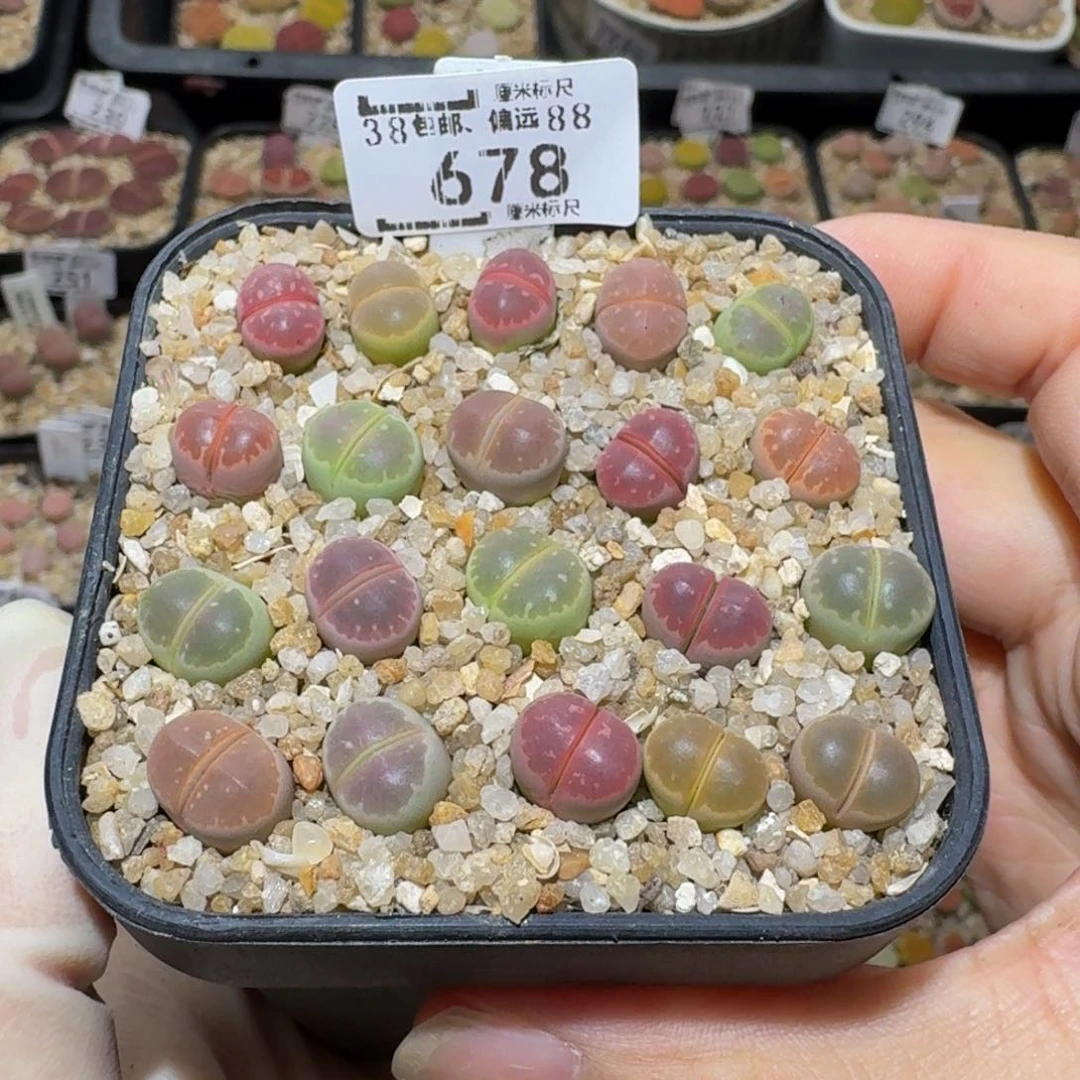 小***乖Sssss生石花肉678