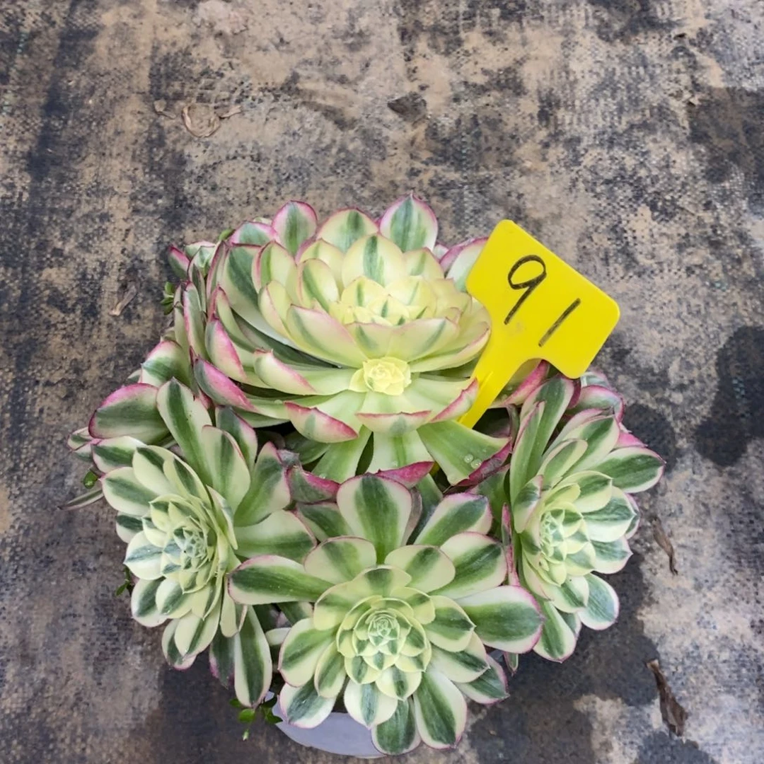 红陶91海王一物一拍