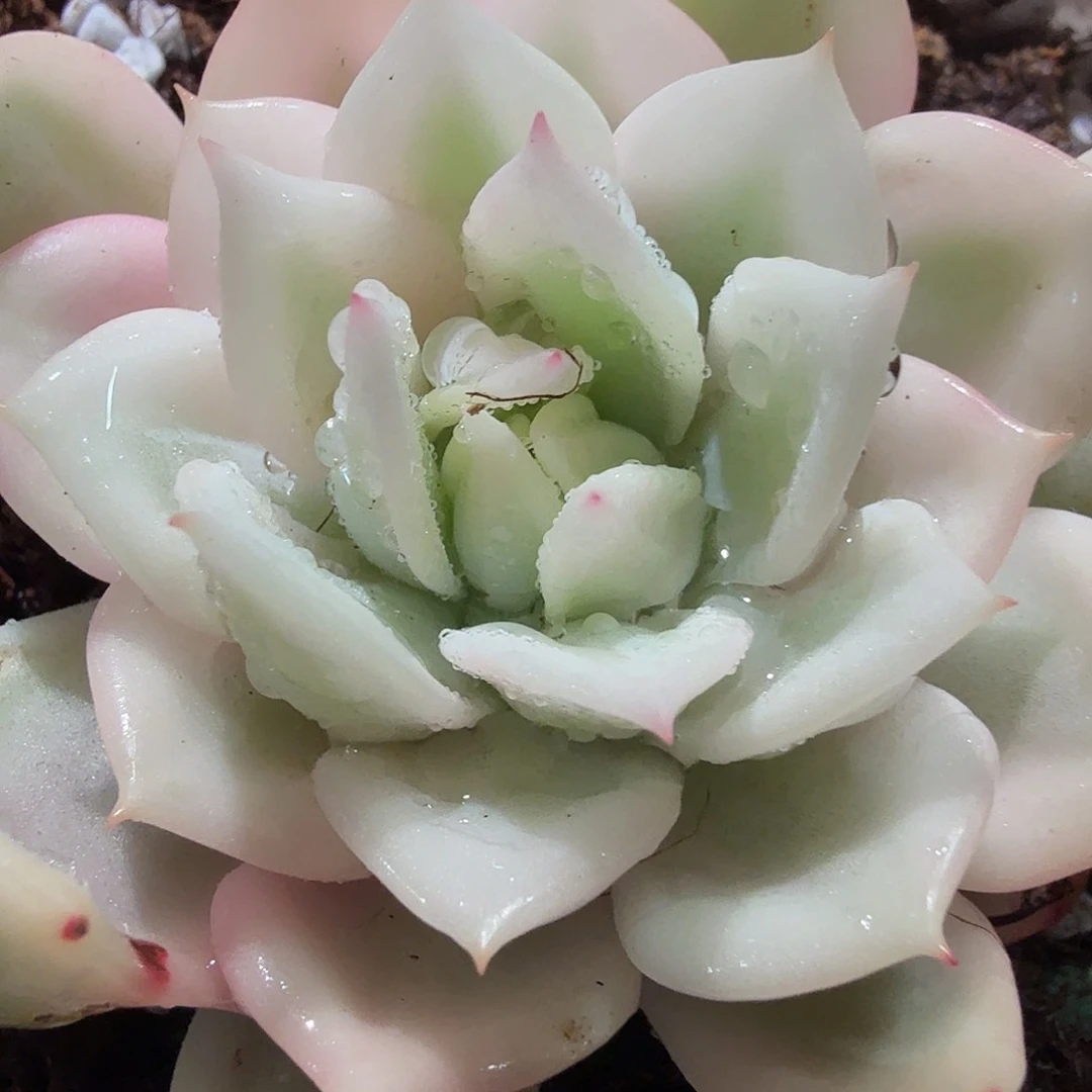 东*烨香槟锦，多肉植物