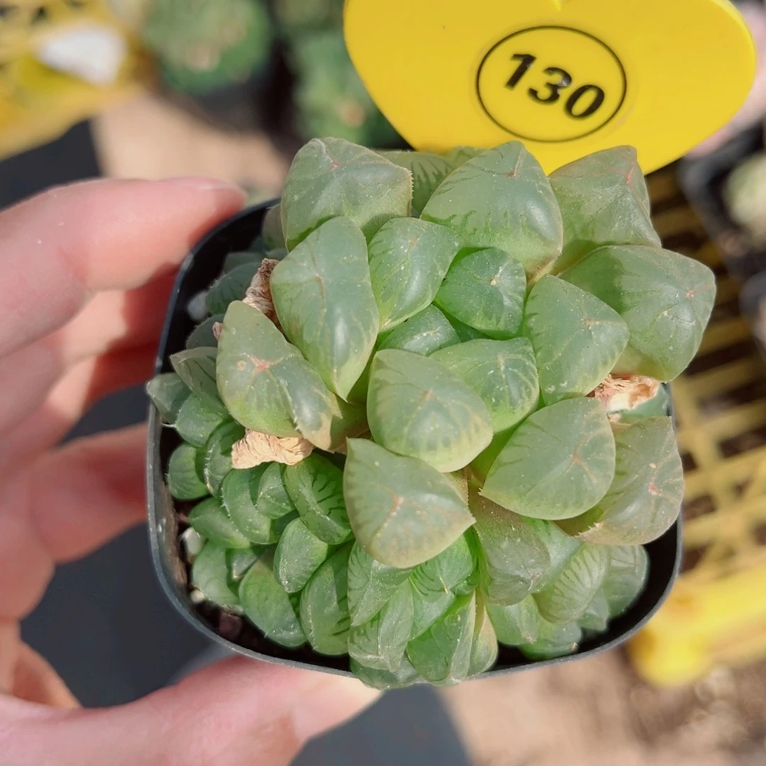 130号新品玉露捧花群