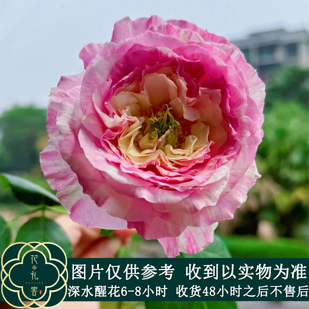 七叶花坊# 【艾丽斯】鲜花优选 顺丰直发