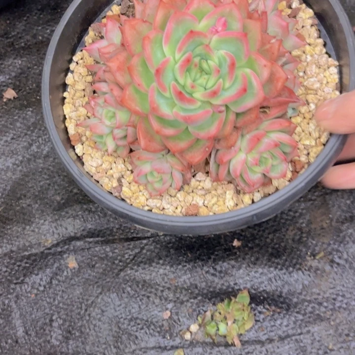 友家多肉一物一拍