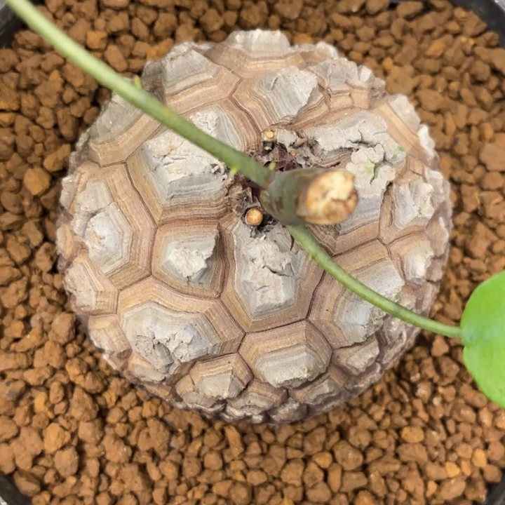 1684号龟甲龙带盆包邮尺寸9.6