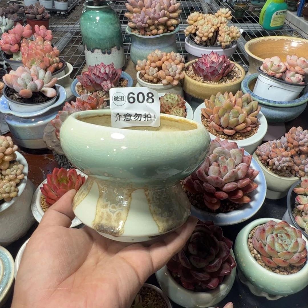 只随单或满50发货 内口10