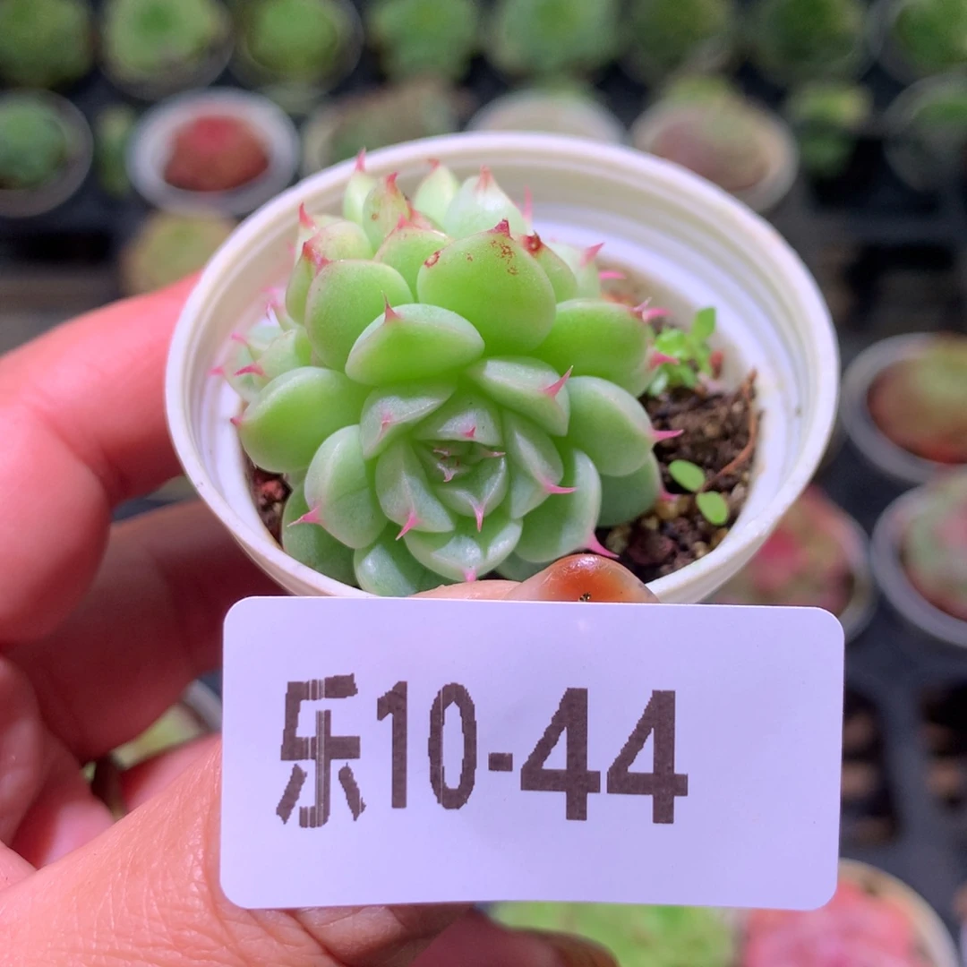 乐然10-44 海王群