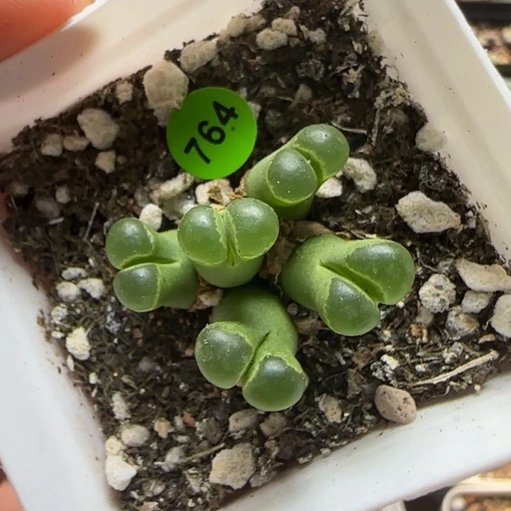 佛度群多肉植物764