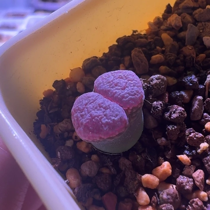 7号单头紫红一物一拍