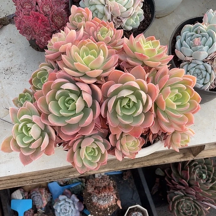 L***L丝绸面纱多肉植物