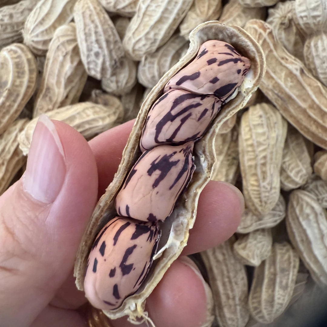 云南七彩花生带壳晒干干果高原野地七彩花生甘甜清香味加工生果