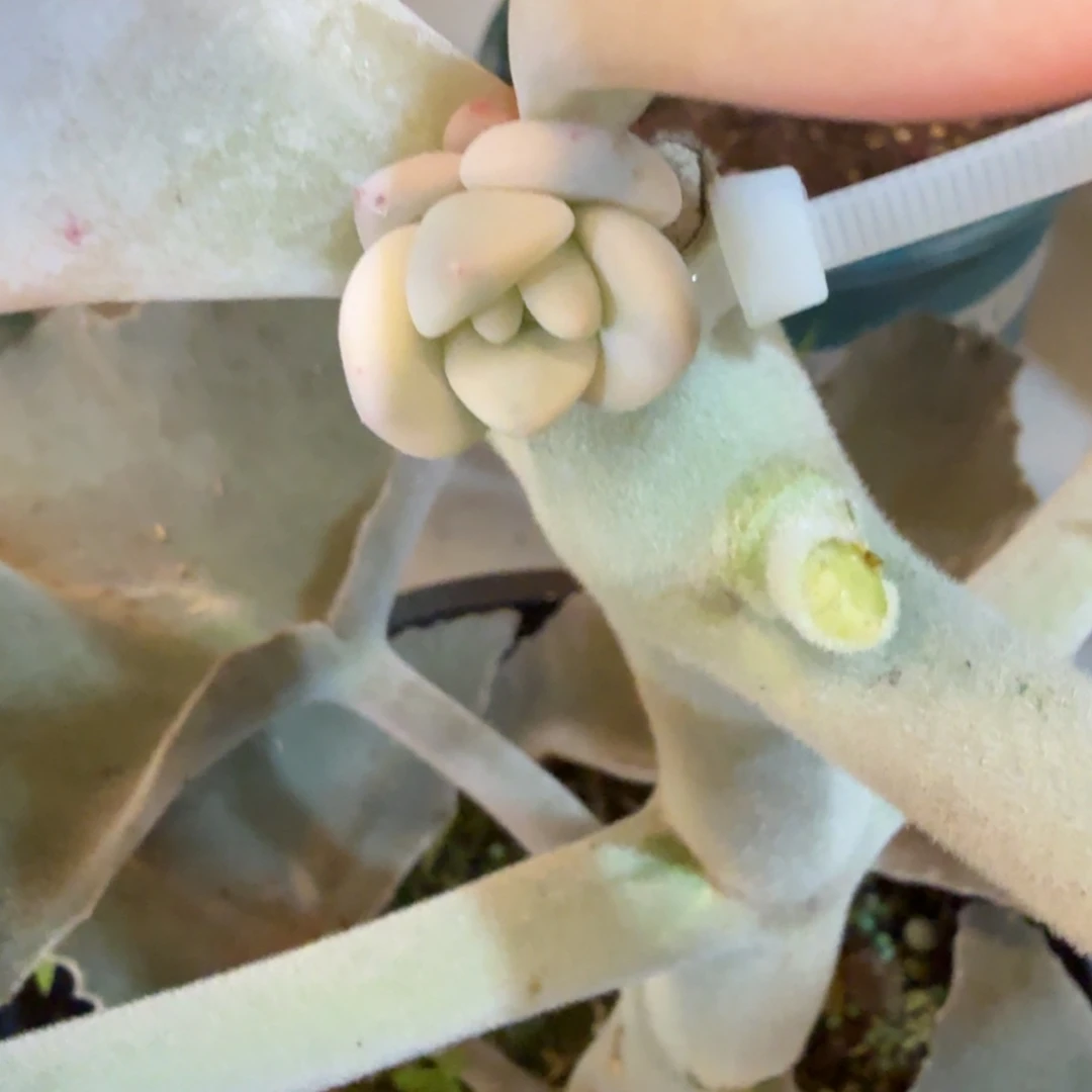 奥橙 安吉园艺锦锦