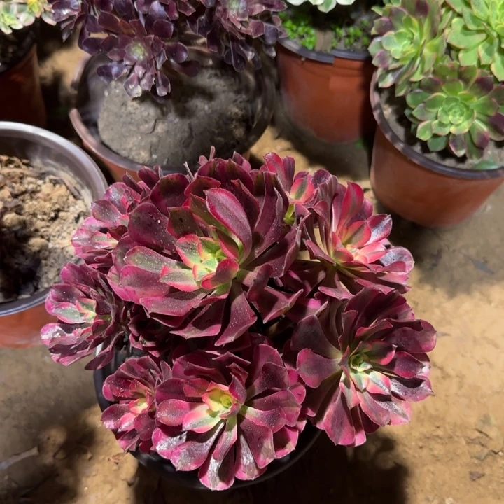 美杜莎周正9.9。