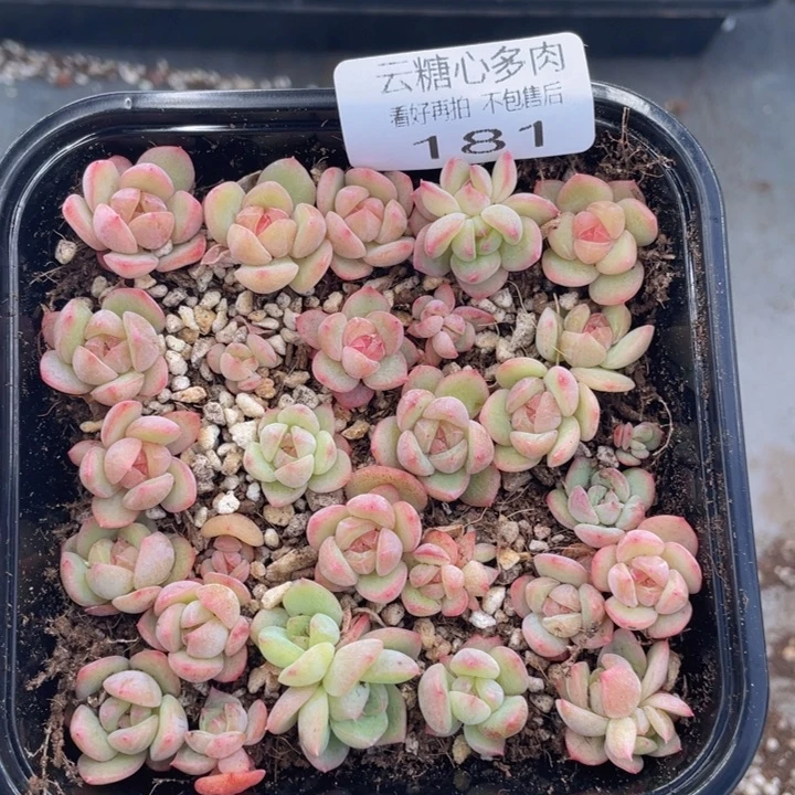 云糖心多肉植物181