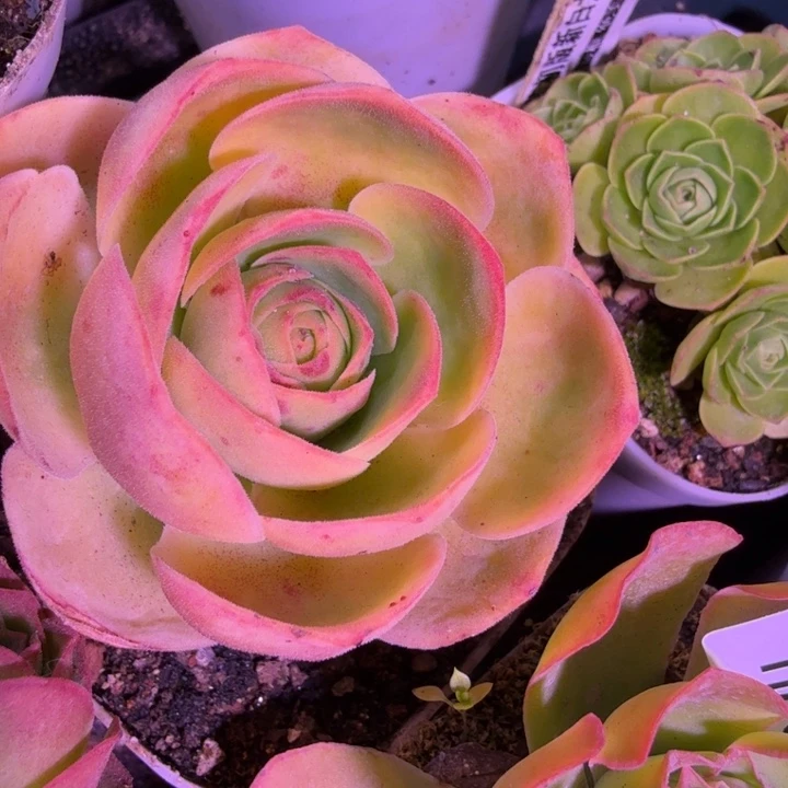 MM553  九天骄龙  白龙一代