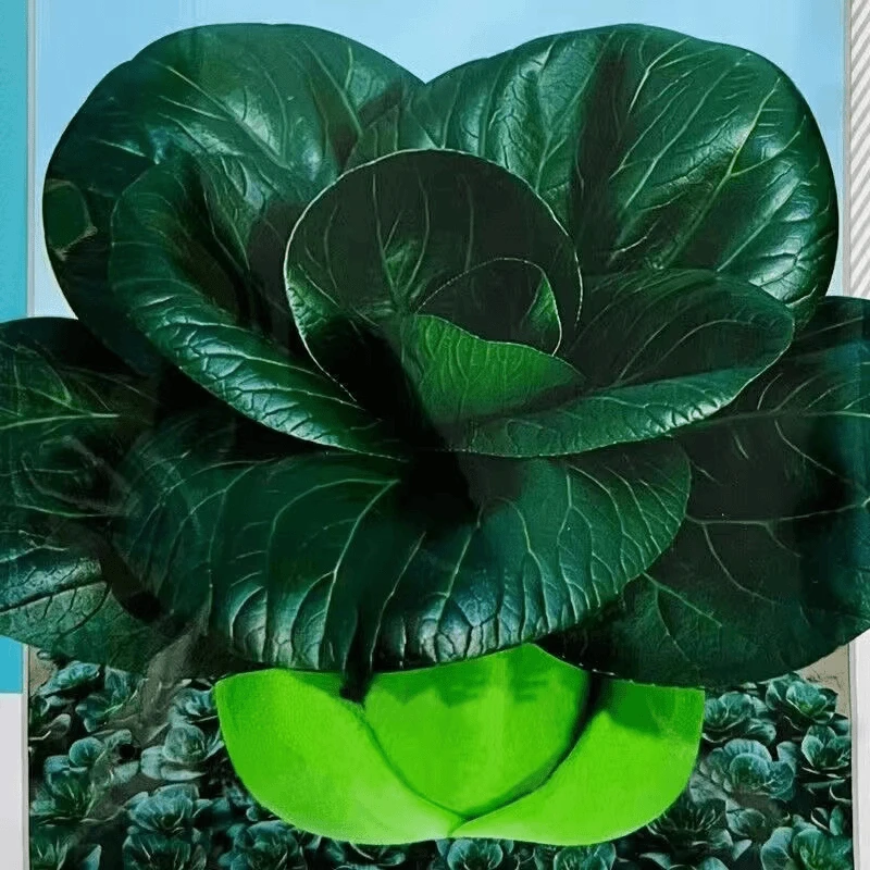 黑大头上海青菜种子原装大叶黑叶油亮矮脚苏州青上海使用蔬菜种籽