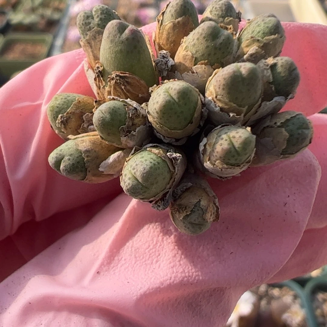 113 好看的多肉冲冲冲q