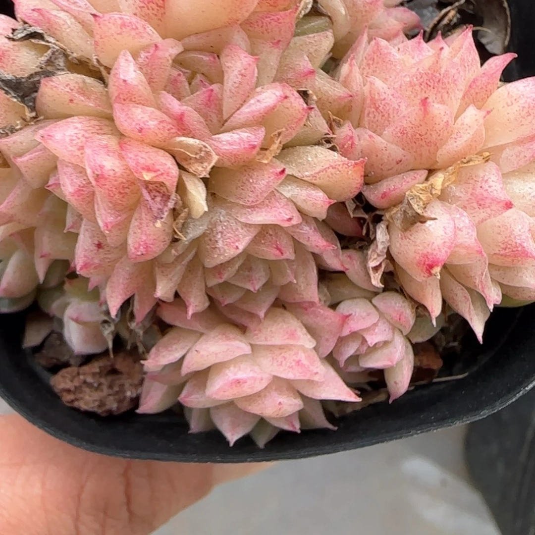 262东篱下多肉植物盆栽