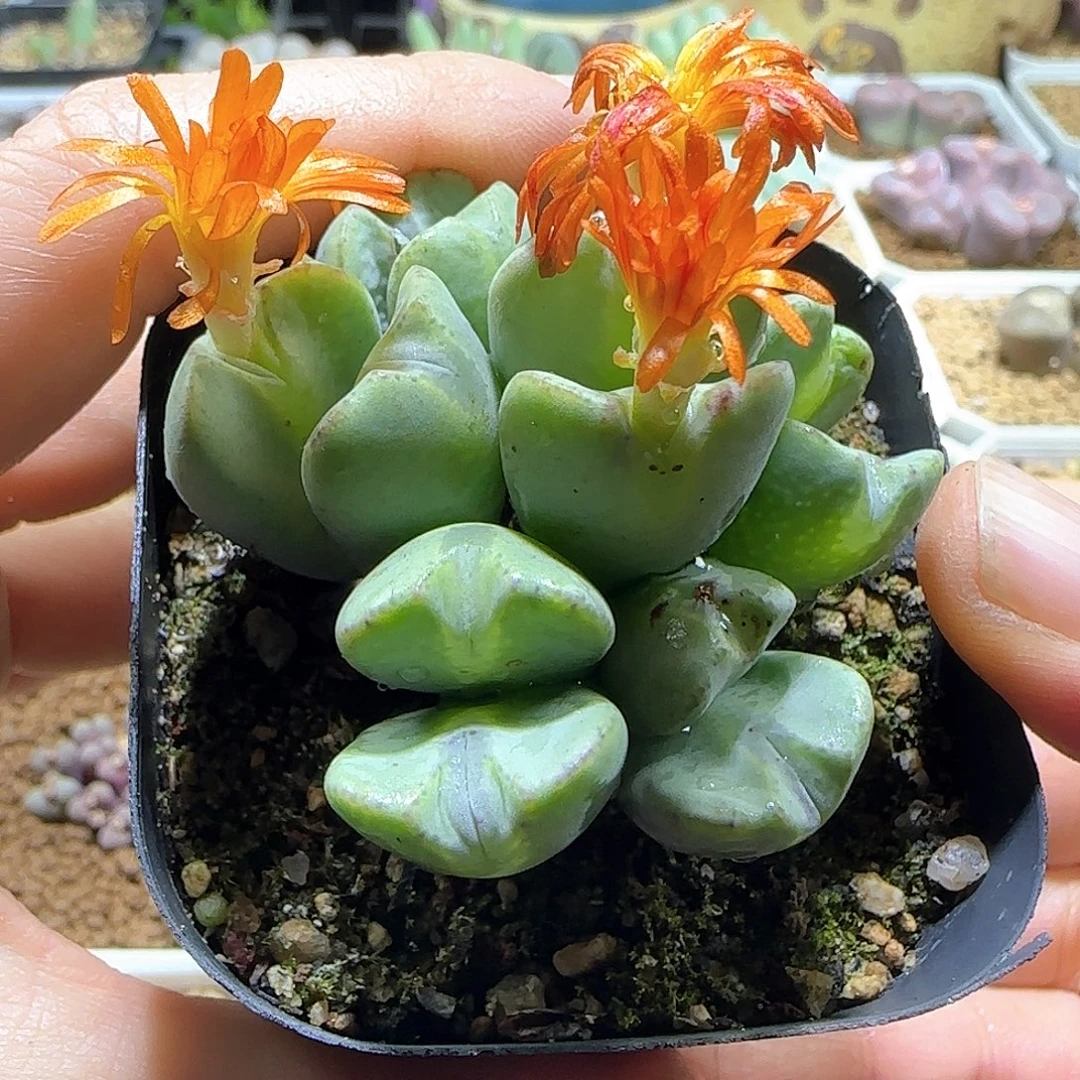 橙花少将。        58229