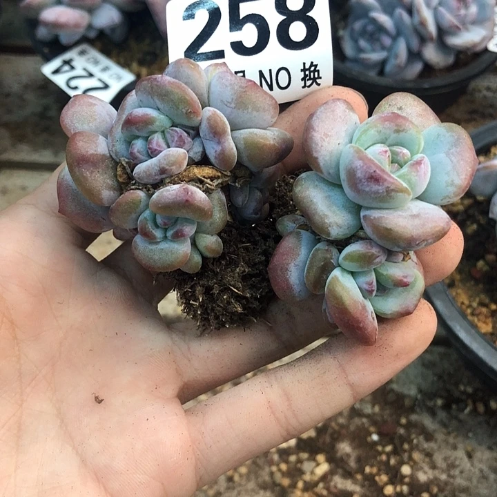 星影石榴籽福利出咯 258