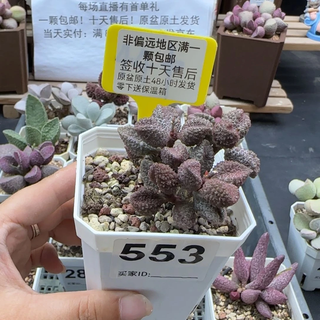 553荔枝皮多肉植物