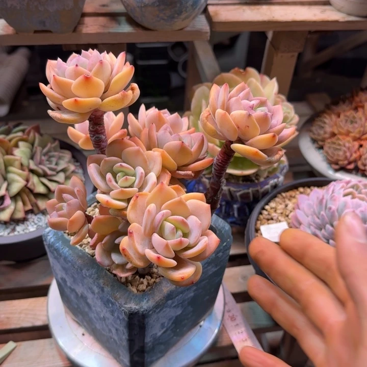 白月光多肉植物dfdfhjjugb