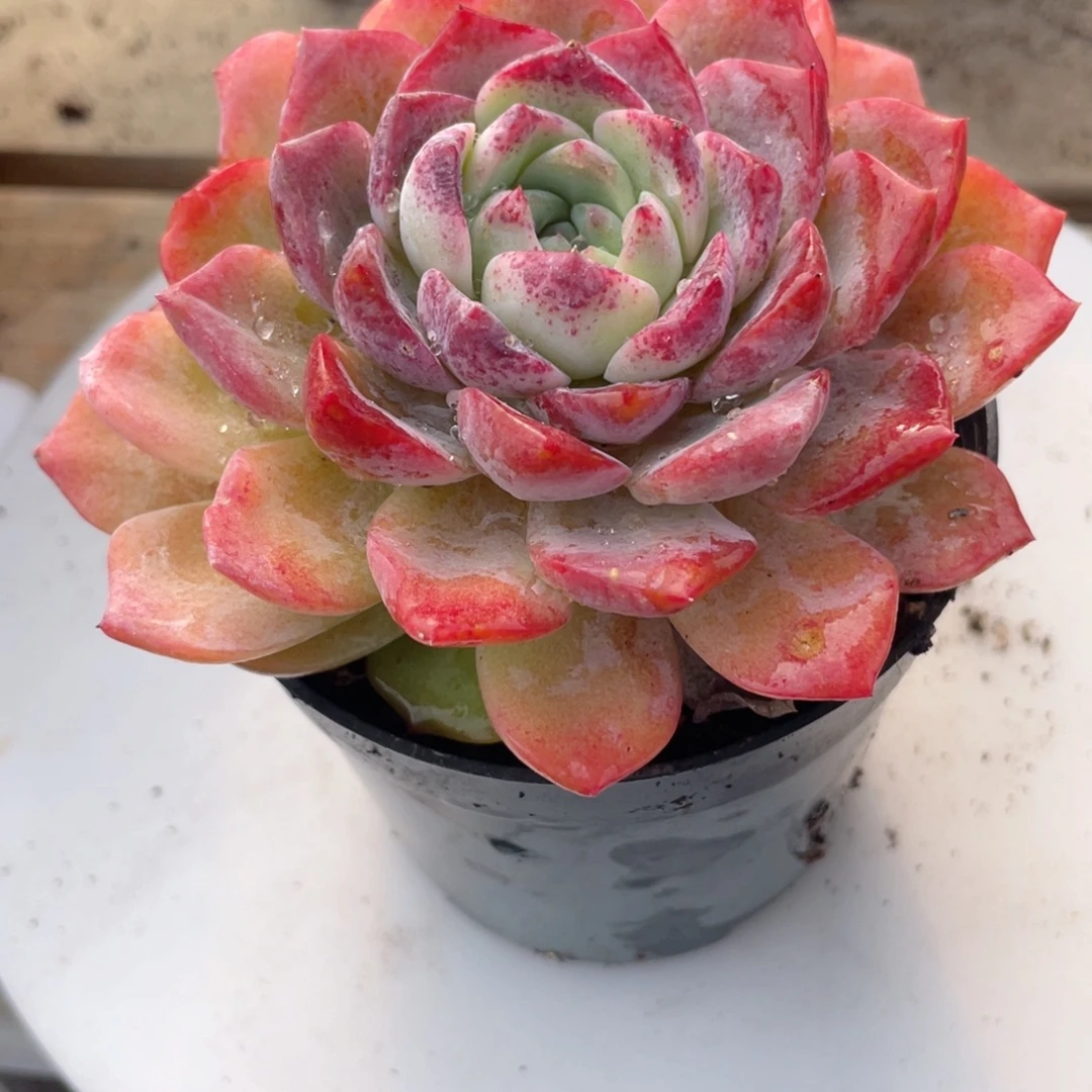 1620  冰心  六月六