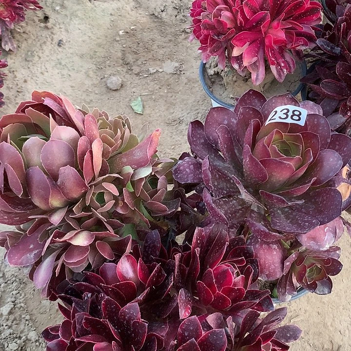 238三颗多肉植物组合晚1