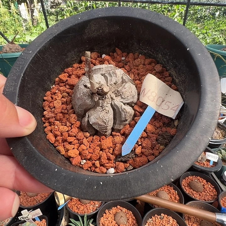 多肉植物专拍 一物一拍 南非龟甲龙8054