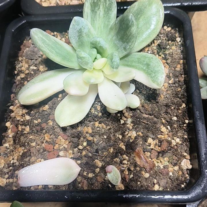 x***g奶杂拉丝锦多肉植物