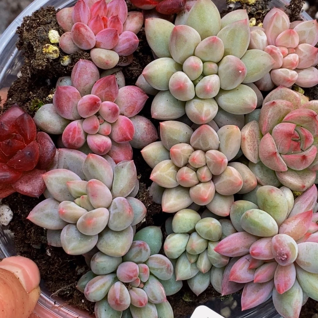 026多肉植物保护研究所所长