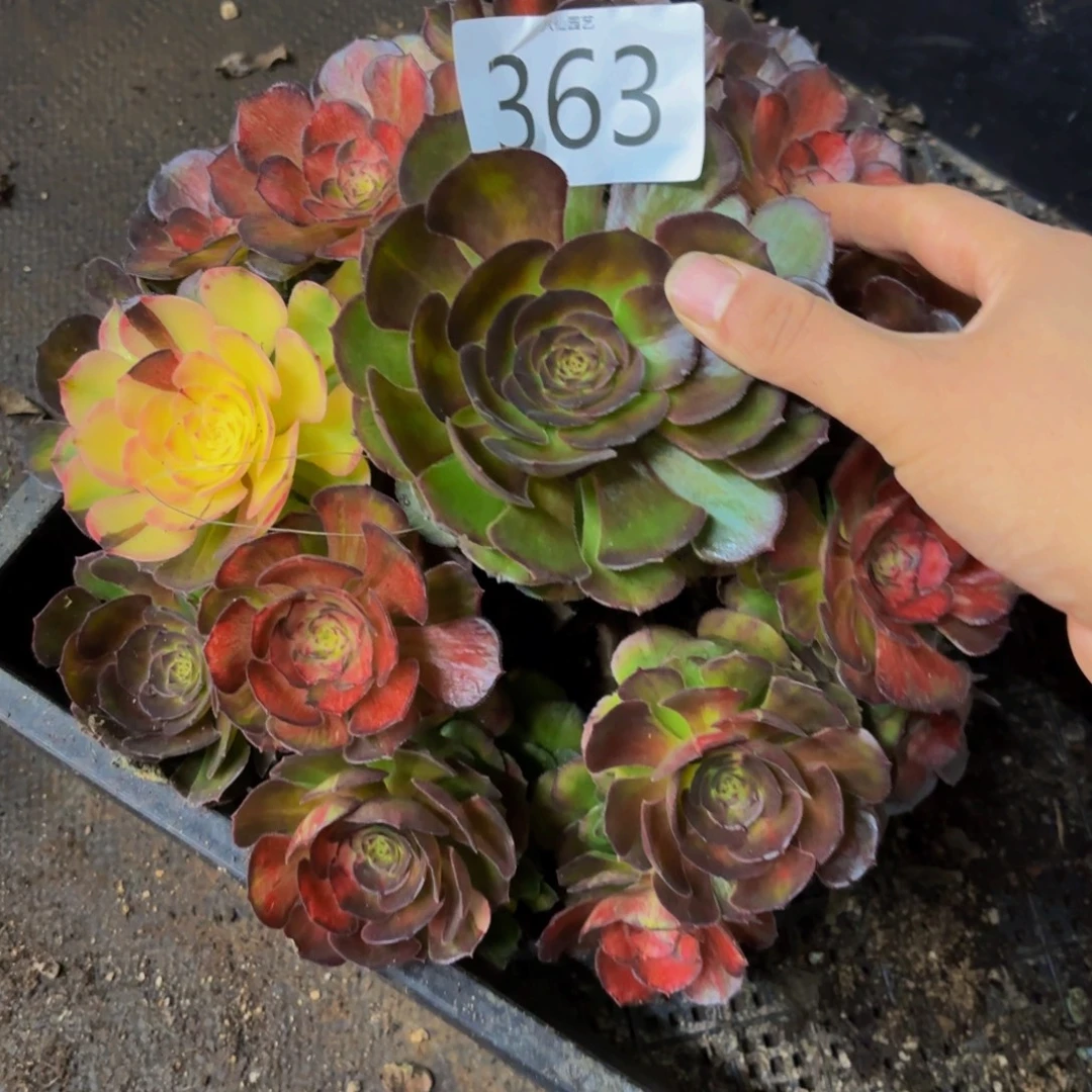 363多肉植物海王七彩特价