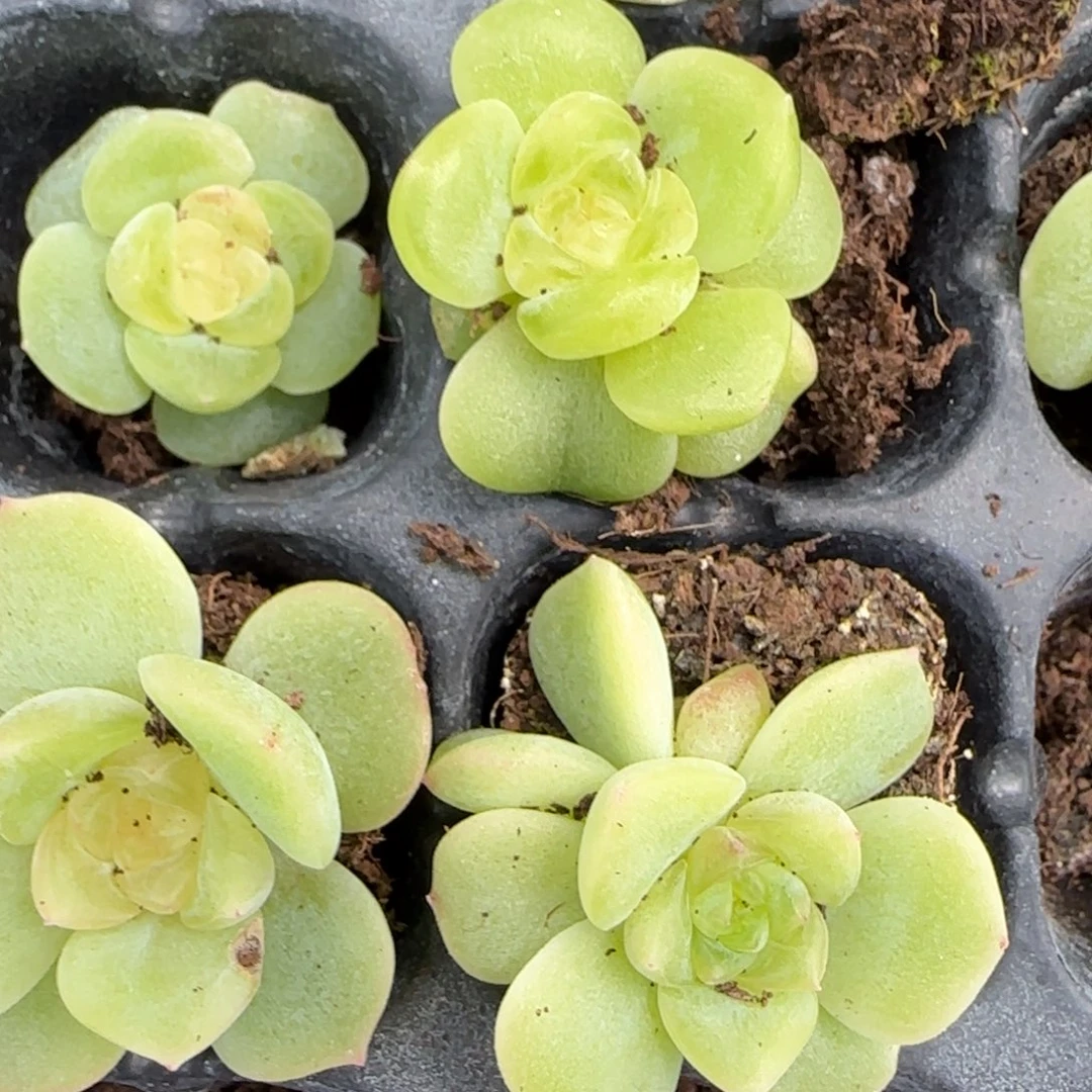谪仙状态中苗穴一个满25包邮