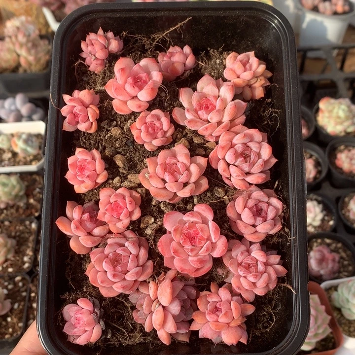 粉体切糕一物一拍