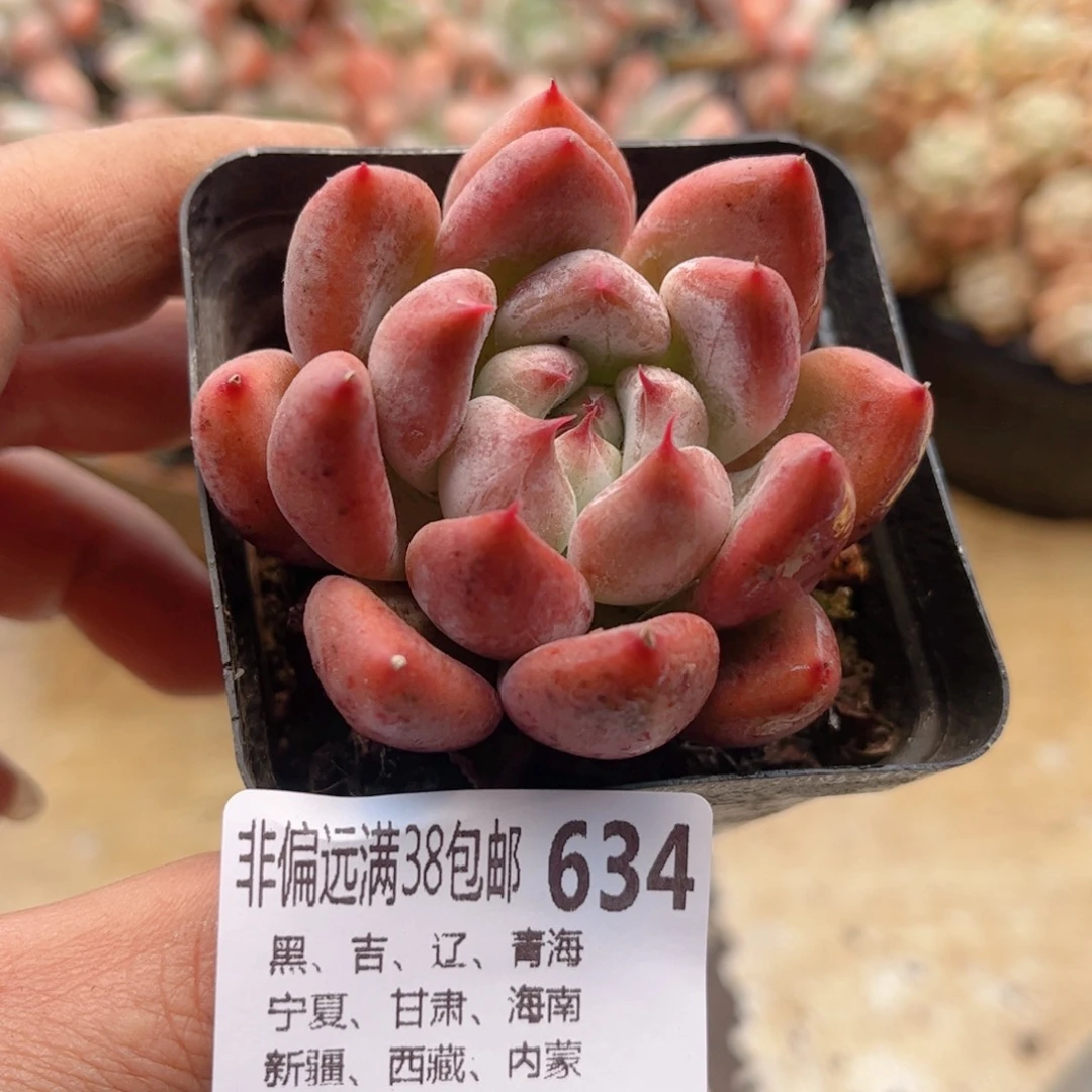 634婚戒德华多肉