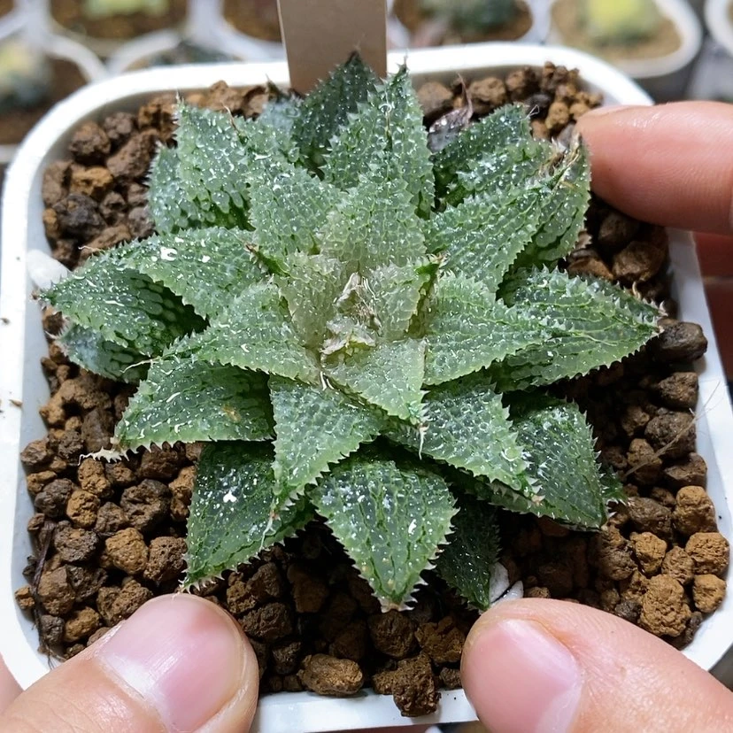 【闪购商品】88莫瑞莎