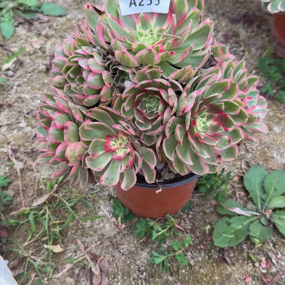255孔雀翎。多肉植物