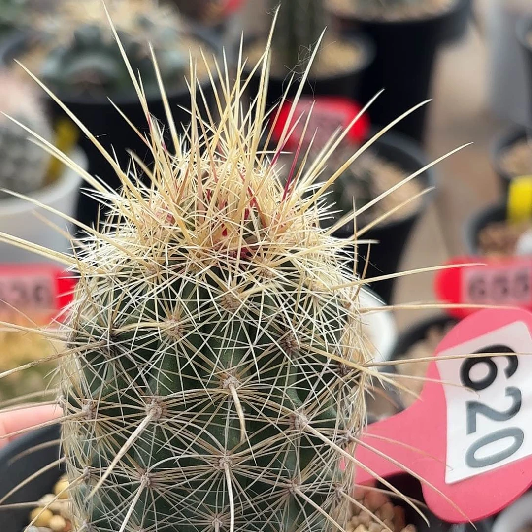 仙人球实生白针玉