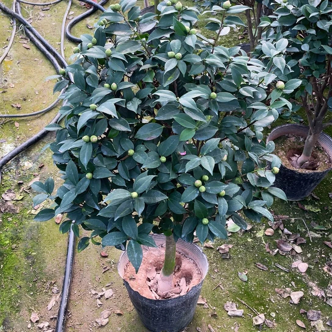 无花朵香妃茶花00002