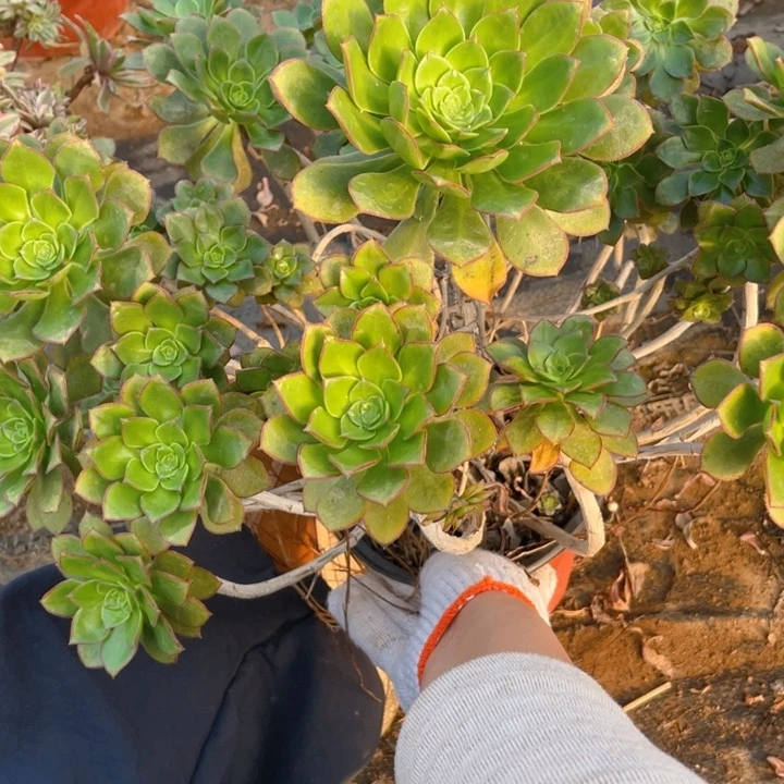 296彩蝶法师多肉断枝不售后