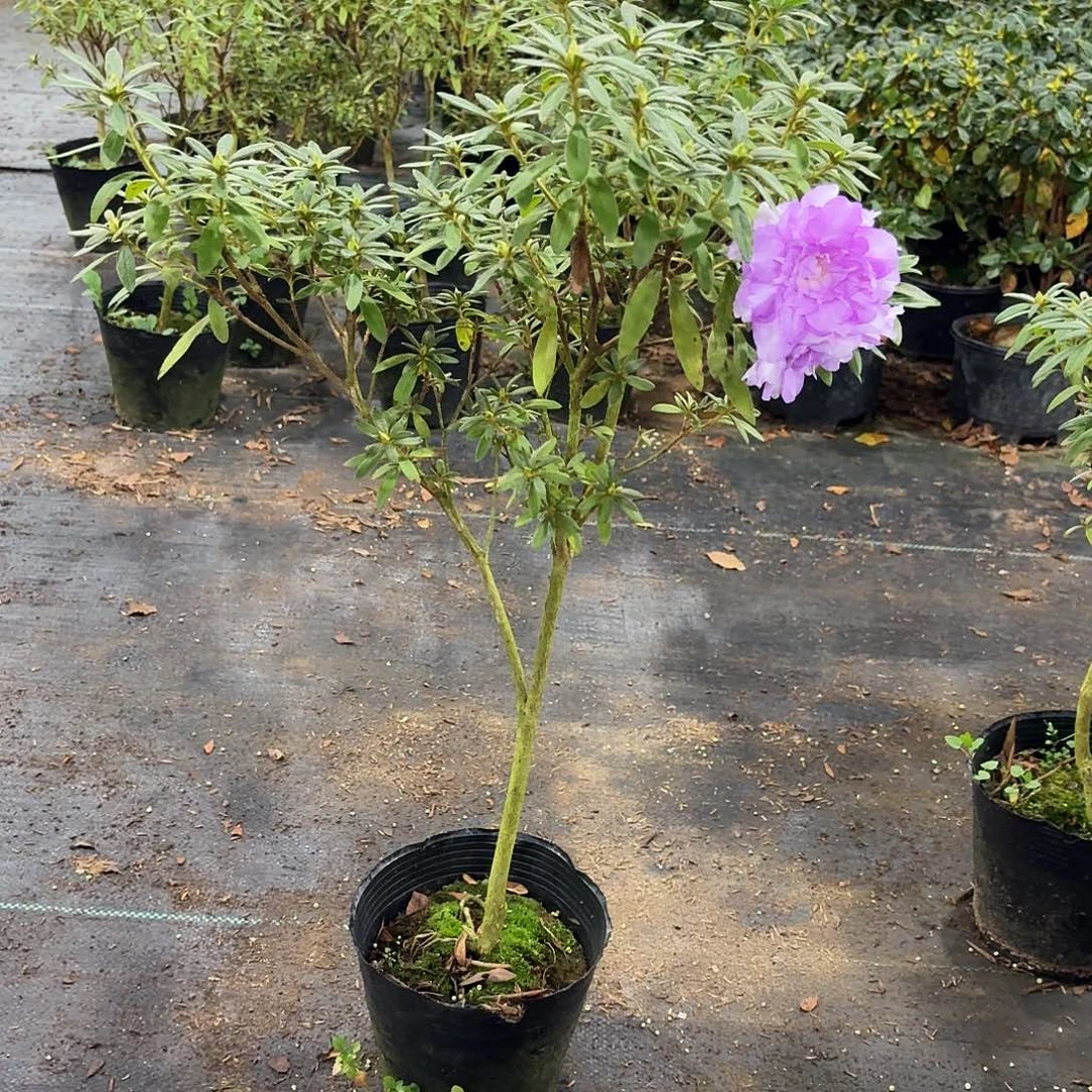 少量花朵（建议范围：2朵-5朵 或40%以下）平户岸牡丹